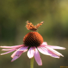 자주천인국(Echinacea purpurea (L.) Moench) : 별꽃