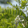 아까시나무(Robinia pseudoacacia L.) : 벼루