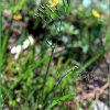 노랑선씀바귀(Ixeris chinensis (Thunb.) Nakai) : 고들빼기
