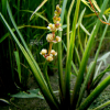 보풀(Sagittaria aginashi Makino) : 청암