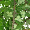 은행나무(Ginkgo biloba L.) : habal