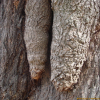 은행나무(Ginkgo biloba L.) : habal