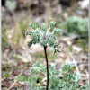 흰쑥(Artemisia stelleriana Besser) : 능선따라