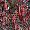 오리나무(Alnus japonica (Thunb.) Steud.) : 여울목