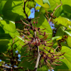 박태기나무(Cercis chinensis Bunge) : 산소리