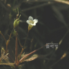 큰벼룩아재비(Mitrasacme pygmaea R.Br.) : 버들피리