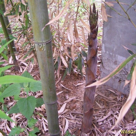 왕대(Phyllostachys bambusoides Siebold & Zucc.) : 들국화