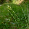 물뚝새(Sacciolepis indica (L.) Chase var. oryzetorum (Makino) Ohwi) : 塞翁之馬