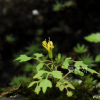 까치고들빼기(Crepidiastrum chelidoniifolium (Makino) J.H.Pak & Kawano) : 통통배