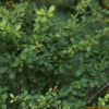 매자나무(Berberis koreana Palib.) : 청암