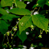 참빗살나무(Euonymus hamiltonianus Wall.) : 산들꽃