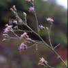 사창분취(Saussurea calcicola Nakai) : kplant1