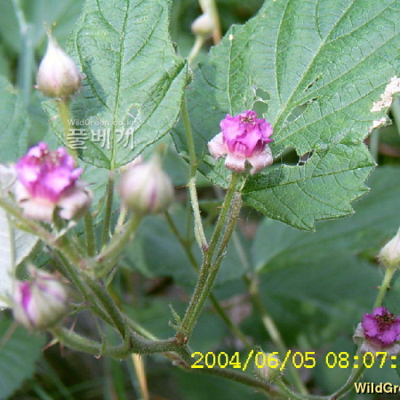 멍석딸기(Rubus parvifolius L.) : 현촌