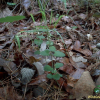 골무꽃(Scutellaria indica L.) : 하젤