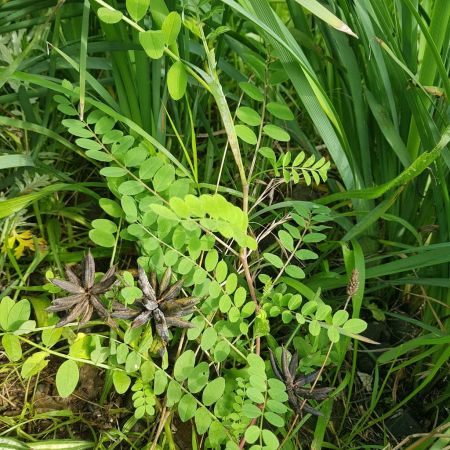 강화황기(Astragalus sikokianus Nakai) : 산들꽃