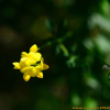 벌노랑이(Lotus corniculatus L. var. japonica Regel) : 통통배