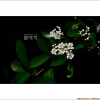 피라칸다(Pyracantha angustifolia (Franch.) C.K.Schneid.) : 설뫼*
