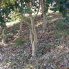 완도호랑가시나무(Ilex × wandoensis C.F.Mill. & M.Kim) : 산들꽃