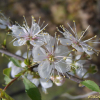 이스라지(Prunus japonica var. nakaii (H.Lev.) Rehder) : 塞翁之馬
