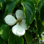 산딸나무 : 흰여울누리
