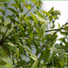 합다리나무(Meliosma pinnata (Roxb.) Maxim. subsp. arnottiana (Wight) Beusekom var. oldhamii (Miq. ex Maxim.) Beusekom) : 설뫼*