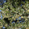 뜰보리수(Elaeagnus multiflora Thunb.) : 현촌