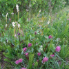 붉은토끼풀(Trifolium pratense L.) : 세임