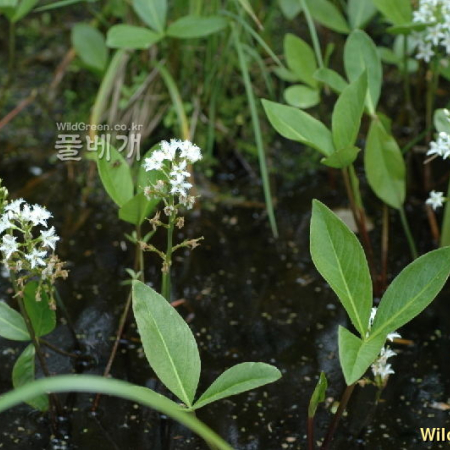 조름나물(Menyanthes trifoliata L.) : 벼루