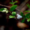바위말발도리(Deutzia grandiflora var. baroniana Diels) : 설뫼*