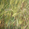보리(Hordeum vulgare var. hexastichon (L.) Asch.) : 塞翁之馬