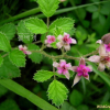 멍석딸기(Rubus parvifolius L.) : 세임