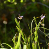 두메애기풀(Polygala sibirica L.) : 통통배