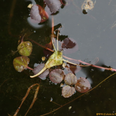 세수염마름(Trapella sinensis Oliv.) : 바지랑대