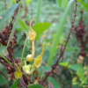 쥐방울덩굴(Aristolochia contorta Bunge) : kplant1