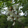 아까시나무(Robinia pseudoacacia L.) : 塞翁之馬