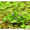우산제비꽃(Viola woosanensis Y.N.Lee & J.Kim) : 통통배