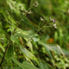 사창분취(Saussurea calcicola Nakai) : 현촌
