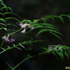나래완두(Vicia anguste-pinnata Nakai) : 고들빼기