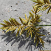 금방동사니(Cyperus microiria Steud.) : 추풍