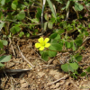 괭이밥(Oxalis corniculata L.) : 통통배