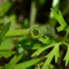 젓가락나물(Ranunculus chinensis Bunge) : 들국화