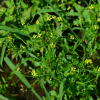 젓가락나물(Ranunculus chinensis Bunge) : 들국화