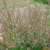 배암차즈기(Salvia plebeia R.Br.) : 현촌