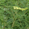 황기(Astragalus penduliflorus Lam. var. dahuricus (DC.) X.Y. Zhu) : 벼루
