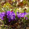 각시붓꽃(Iris rossii Baker) : 벼루