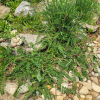 강화황기(Astragalus sikokianus Nakai) : 산들꽃