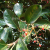 아왜나무(Viburnum odoratissimum var. awabuki (K.Koch) Zabel ex Rumpler) : Hanultari