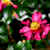 애기동백나무(Camellia sasanqua Thunb.) : 통통배
