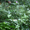 방울꽃(Strobilanthes oliganthus Miq.) : 풀잎사랑