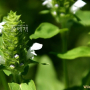 흰꿀풀 : 꽃사랑한동구